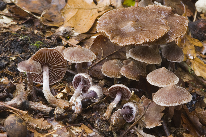 Cortinarius paleifer (door Nico Dam)