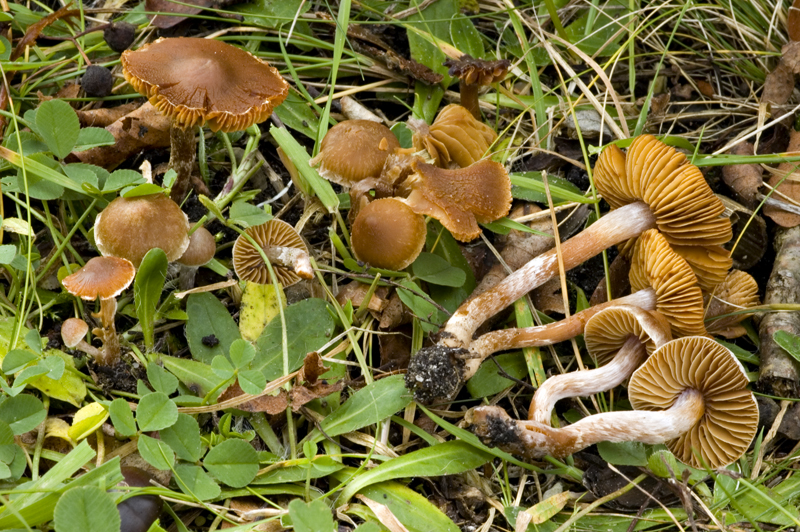 Cortinarius parvannulatus (door Nico Dam)