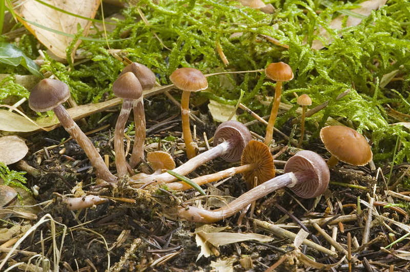 Cortinarius parvannulatus (door Nico Dam)