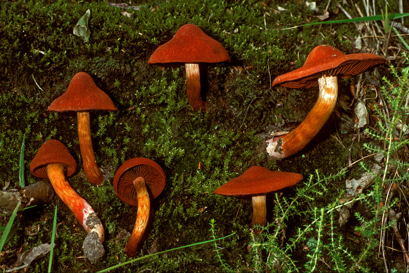 Cortinarius purpureus (door Henk Huijser)