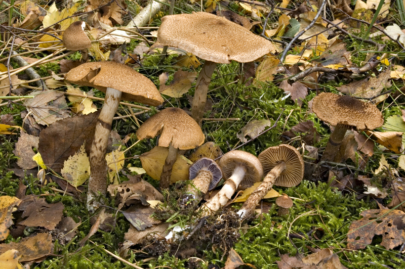 Cortinarius pholideus (door Nico Dam)