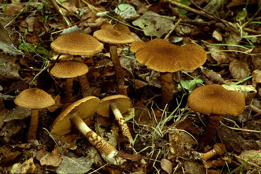 Cortinarius pholideus (door Henk Huijser)