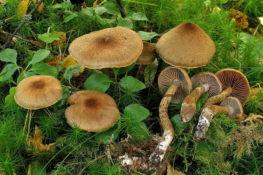 Cortinarius pholideus (door Henk Huijser)