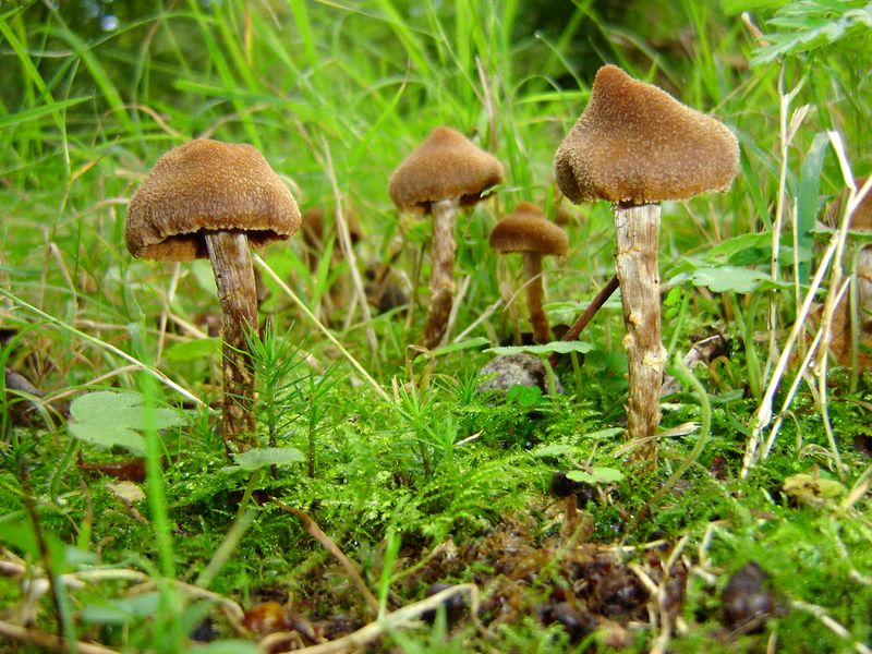 Cortinarius psammocephalus (door Gert Immerzeel)