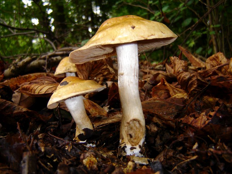 Cortinarius crassus (door Gert Immerzeel)