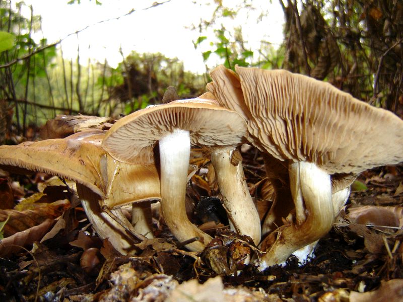 Cortinarius crassus (door Gert Immerzeel)