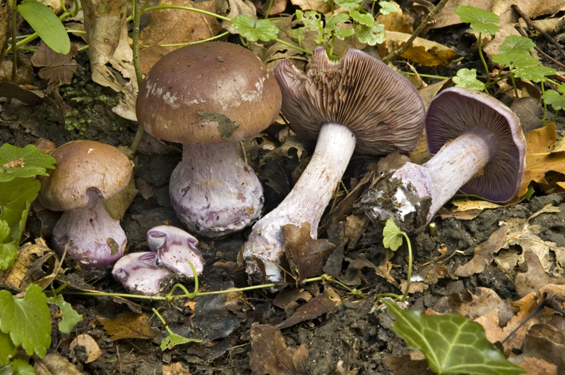 Cortinarius purpurascens (door Nico Dam)