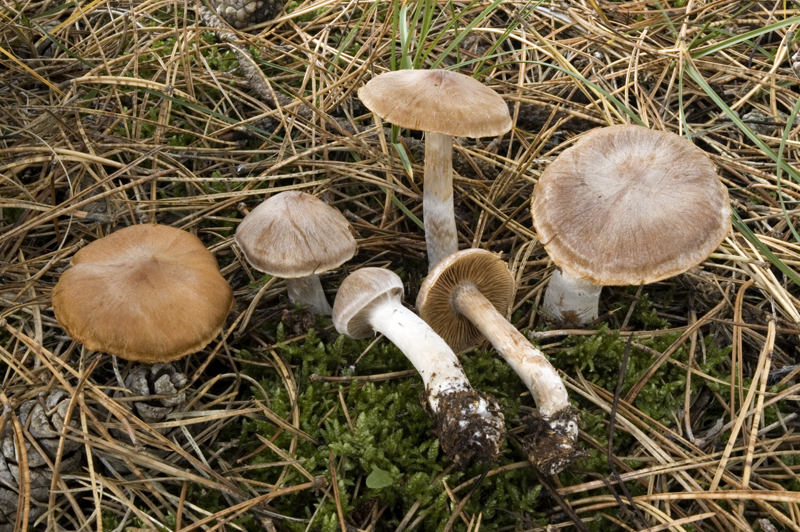 Cortinarius quarciticus (door Nico Dam)