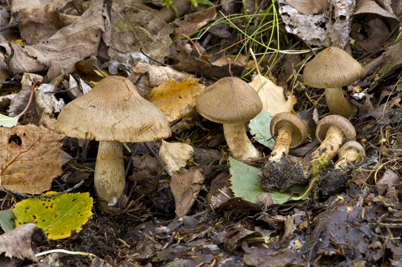 Cortinarius raphanoides (door Nico Dam)