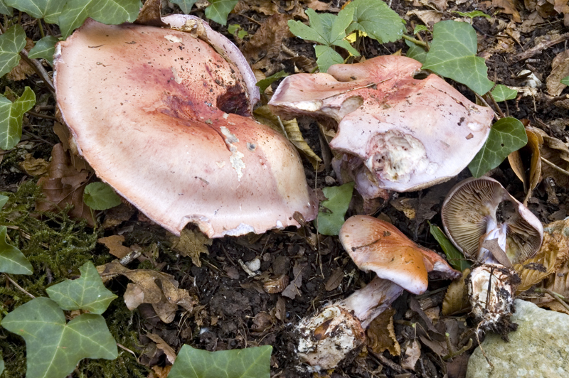 Cortinarius rufoolivaceus (door Nico Dam)