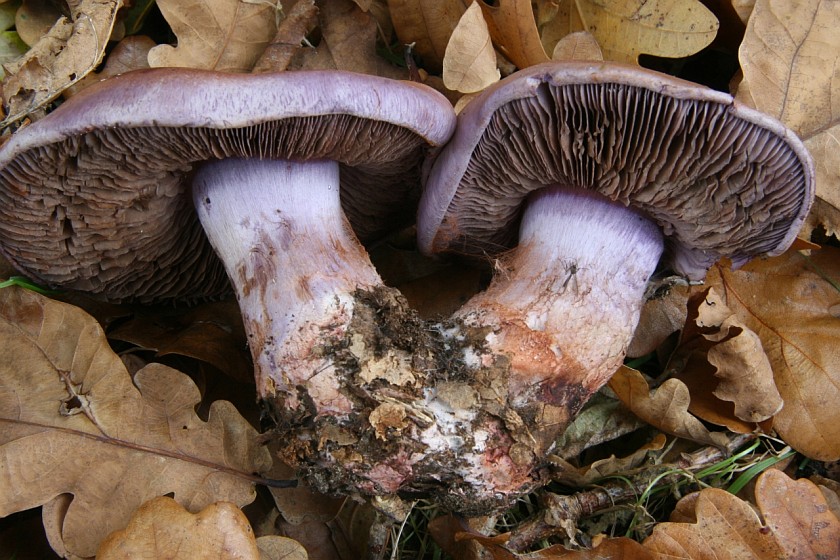 Cortinarius rufoolivaceus (door Eef Arnolds)