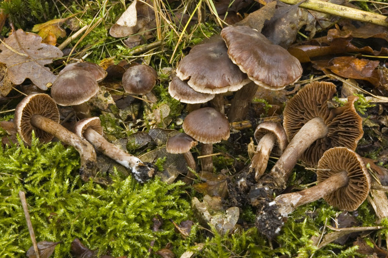 Cortinarius sacchariosmus (door Nico Dam)