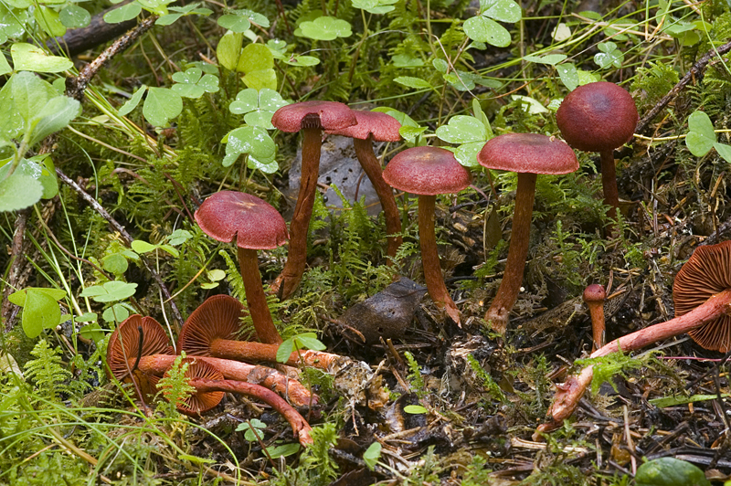 Cortinarius sanguineus (door Nico Dam)