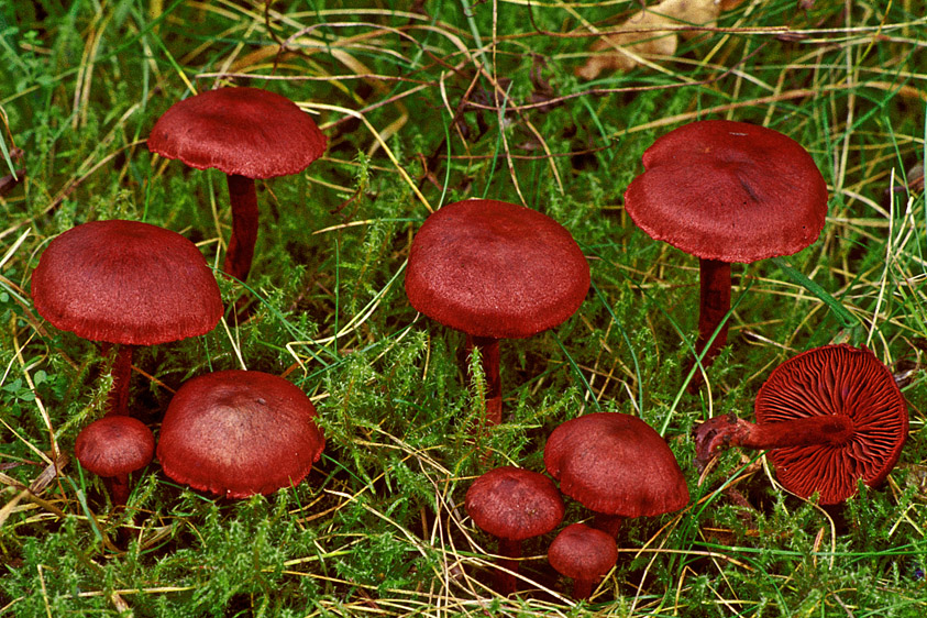 Cortinarius sanguineus (door Henk Huijser)