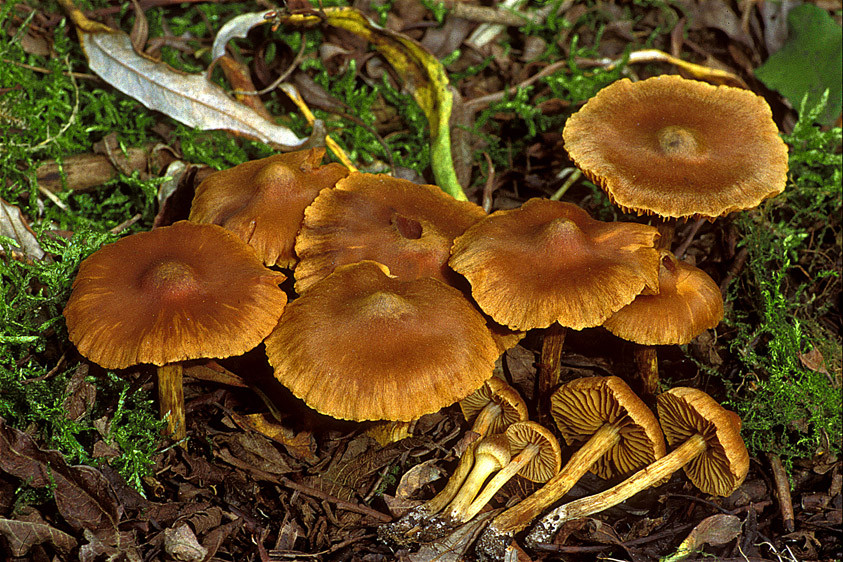 Cortinarius saniosus (door Henk Huijser)