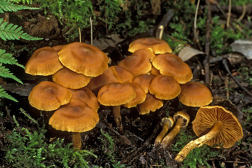 Cortinarius saniosus (door Henk Huijser)