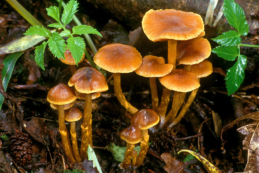 Cortinarius saniosus (door Henk Huijser)