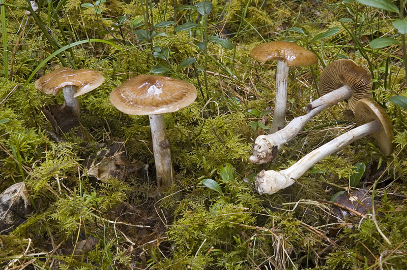 Cortinarius scaurus (door Nico Dam)