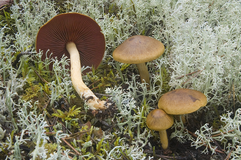 Cortinarius semisanguineus (door Nico Dam)