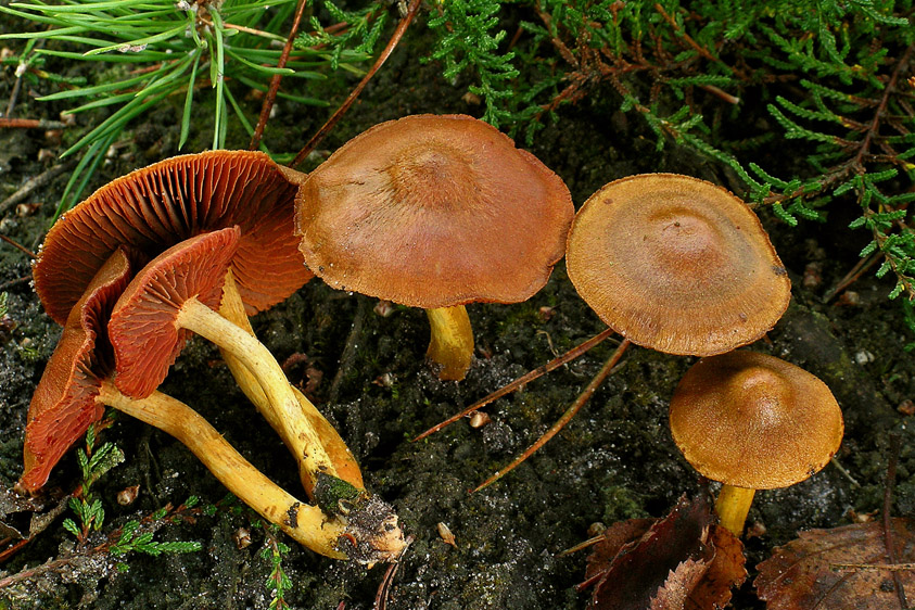 Cortinarius semisanguineus (door Henk Huijser)