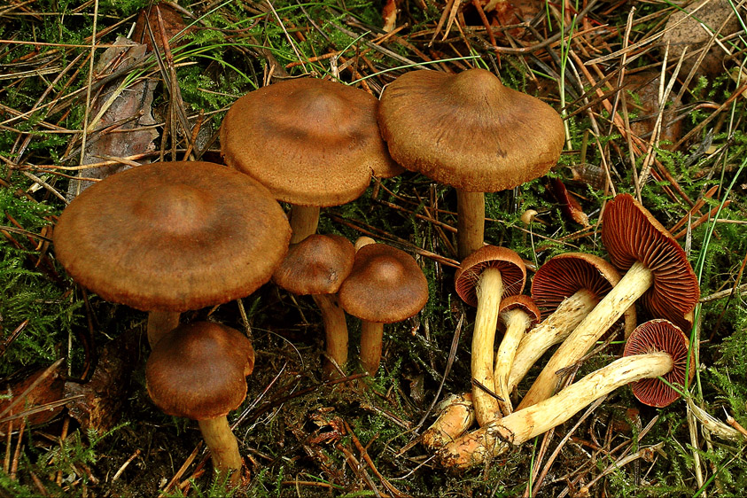 Cortinarius semisanguineus (door Henk Huijser)