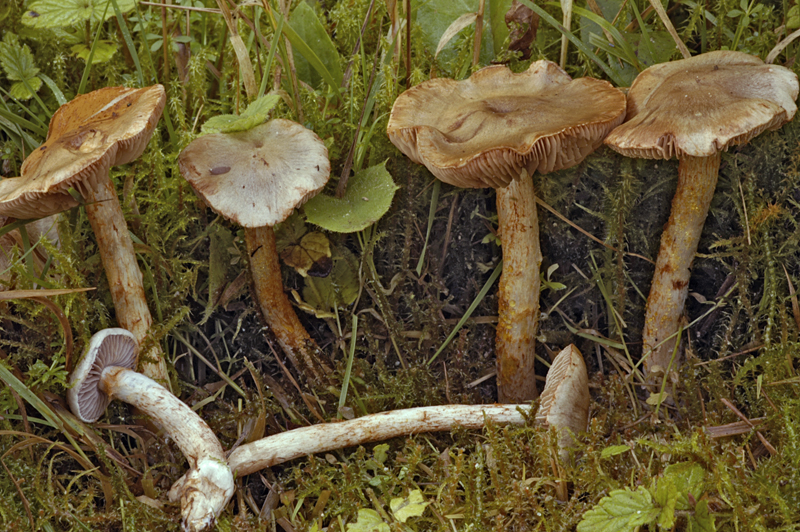 Cortinarius spilomeus (door Nico Dam)