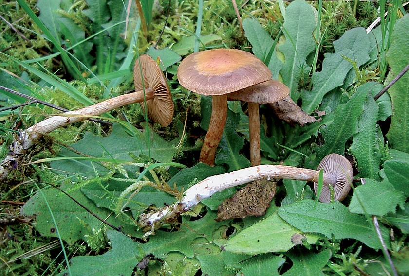 Cortinarius spilomeus (door onbekend)