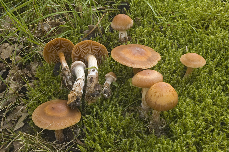 Cortinarius subbalaustinus (door Nico Dam)