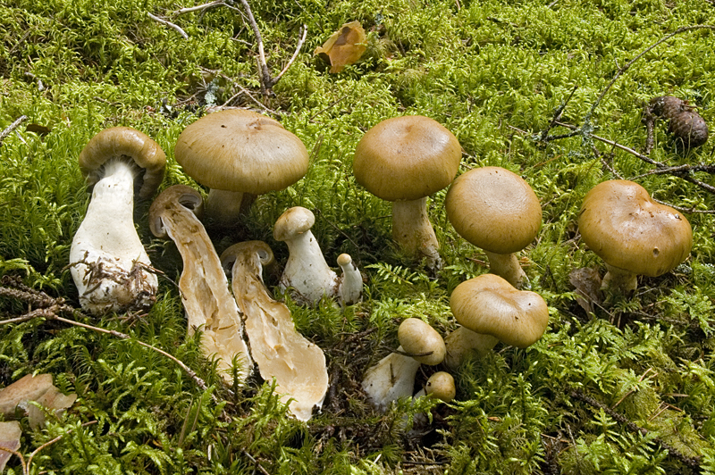 Cortinarius subtortus (door Nico Dam)