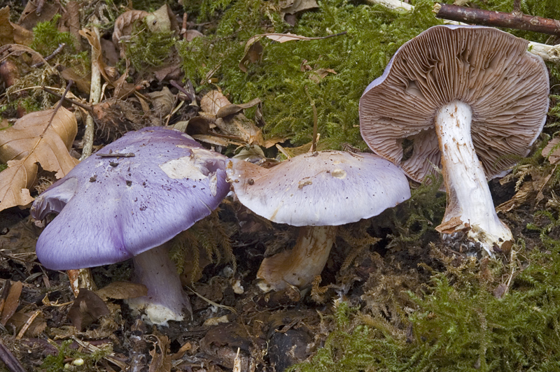 Cortinarius terpsichores (door Nico Dam)