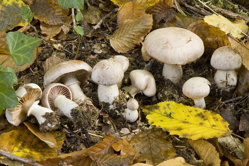 Cortinarius torvus (door Nico Dam)