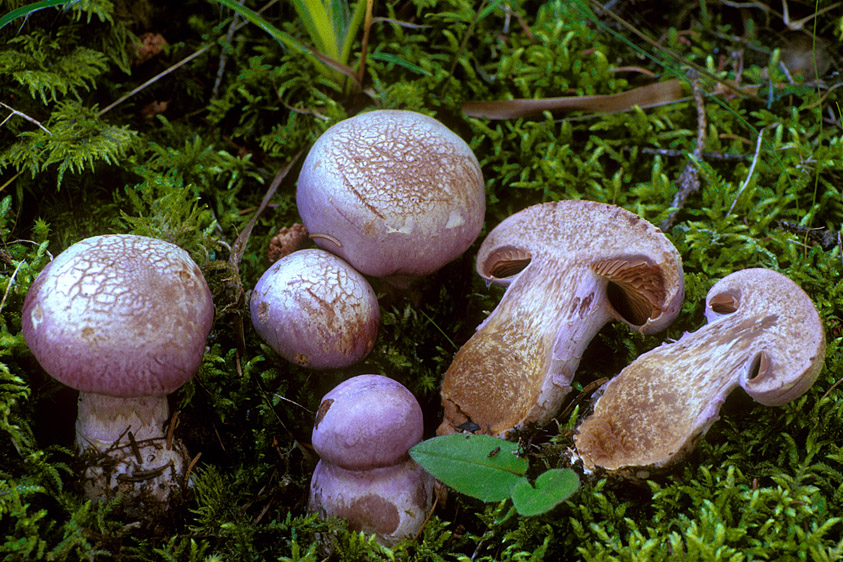 Cortinarius traganus (door Henk Huijser)