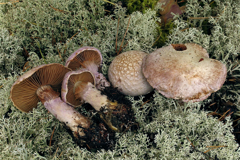 Cortinarius traganus (door Henk Huijser)