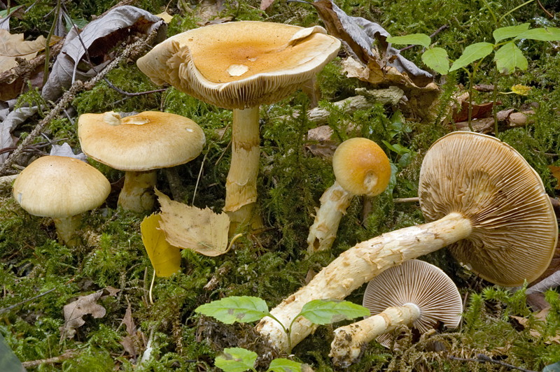 Cortinarius triumphans (door Nico Dam)