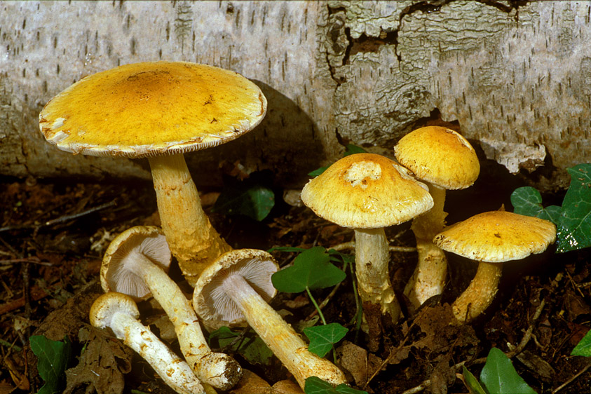 Cortinarius triumphans (door Henk Huijser)