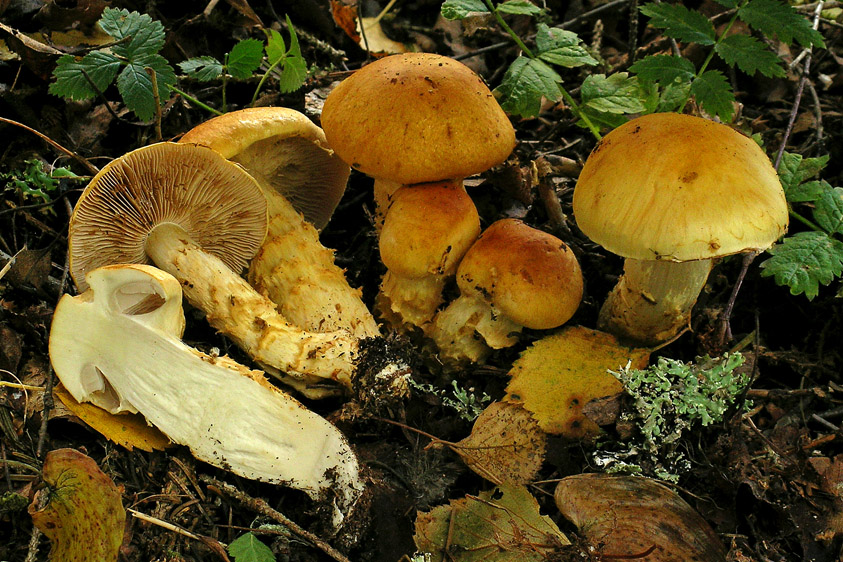 Cortinarius triumphans (door Henk Huijser)