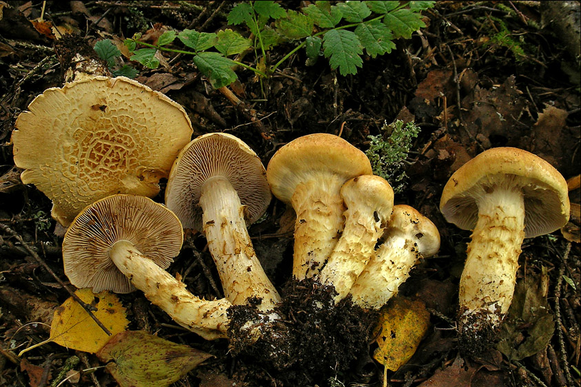 Cortinarius triumphans (door Henk Huijser)