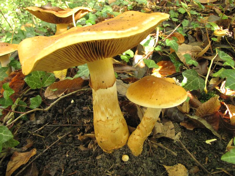 Cortinarius triumphans (door Gert Immerzeel)