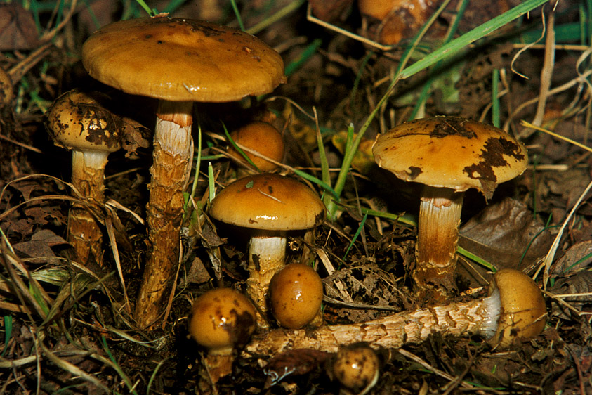 Cortinarius trivialis (door Henk Huijser)