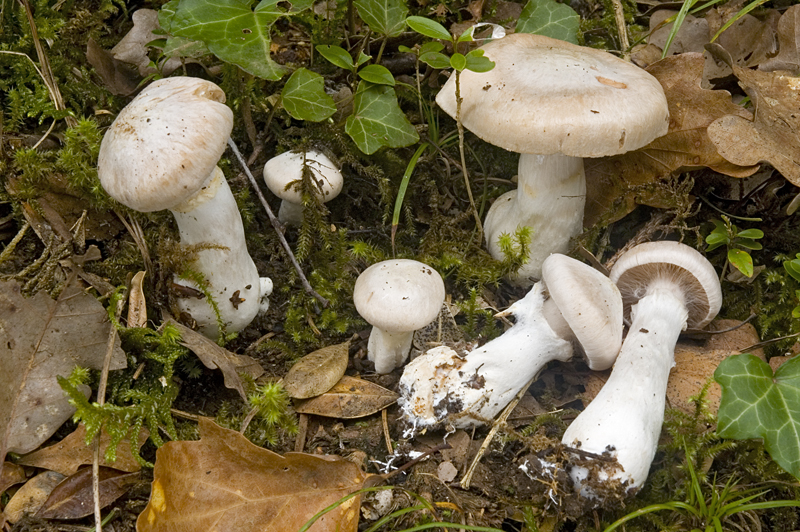 Cortinarius turgidus (door Nico Dam)