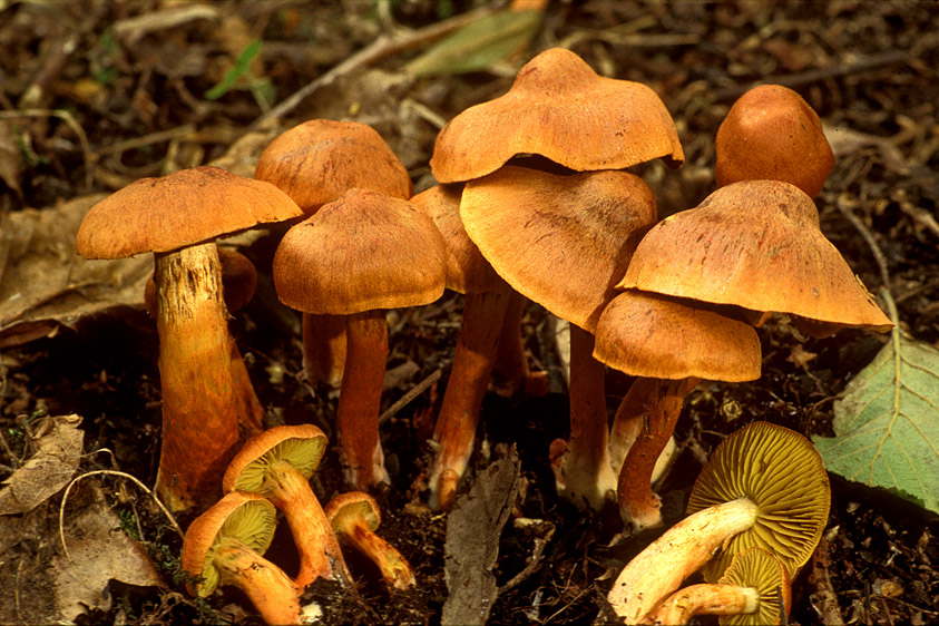 Cortinarius uliginosus f. uliginosus (door Henk Huijser)