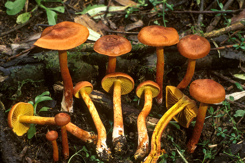 Cortinarius uliginosus f. uliginosus (door Henk Huijser)