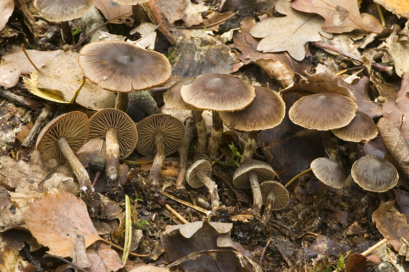 Cortinarius umbrinolens (door Nico Dam)