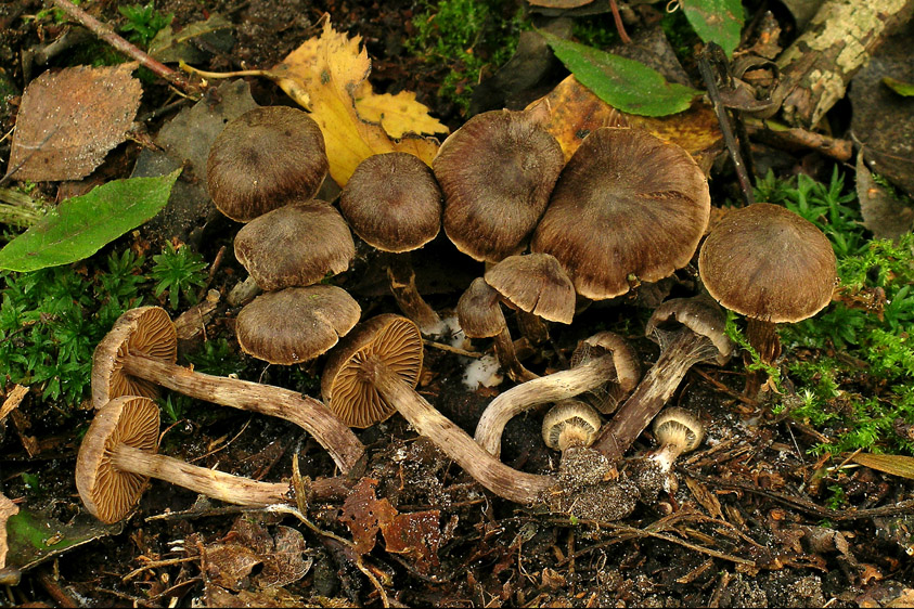 Cortinarius umbrinolens (door Henk Huijser)