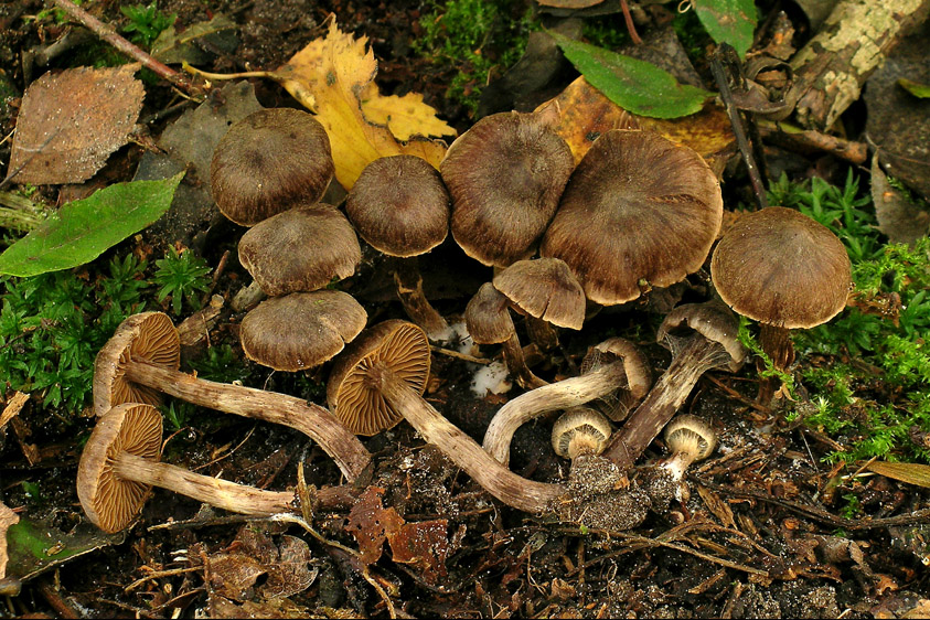 Cortinarius umbrinolens (door Henk Huijser)