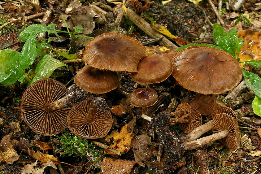 Cortinarius umbrinolens (door Henk Huijser)