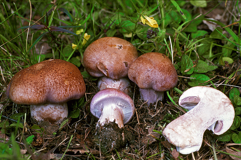 Cortinarius variicolor (door Henk Huijser)