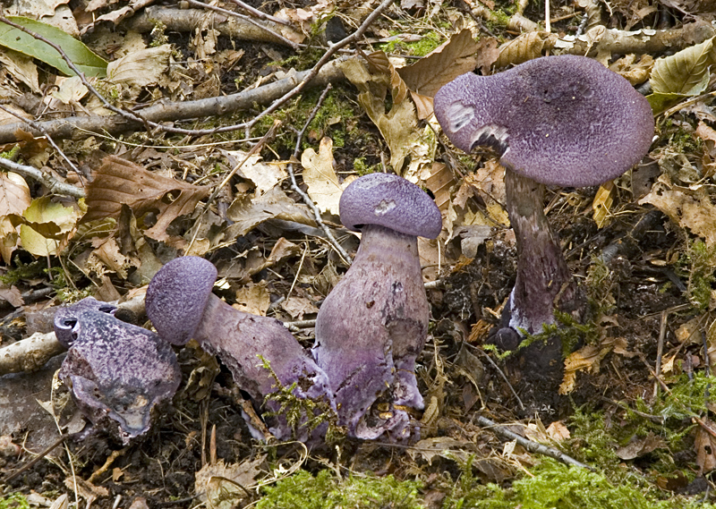 Cortinarius violaceus (door Nico Dam)