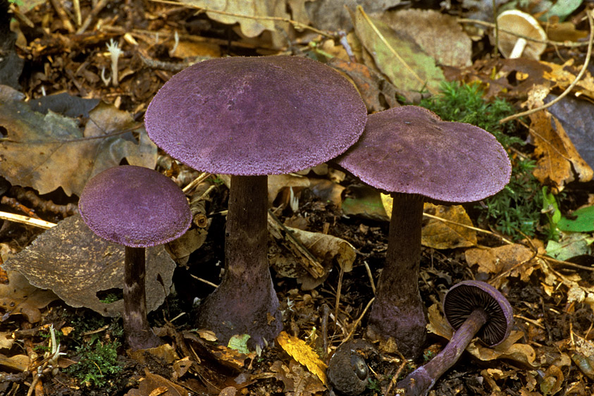 Cortinarius violaceus (door Henk Huijser)