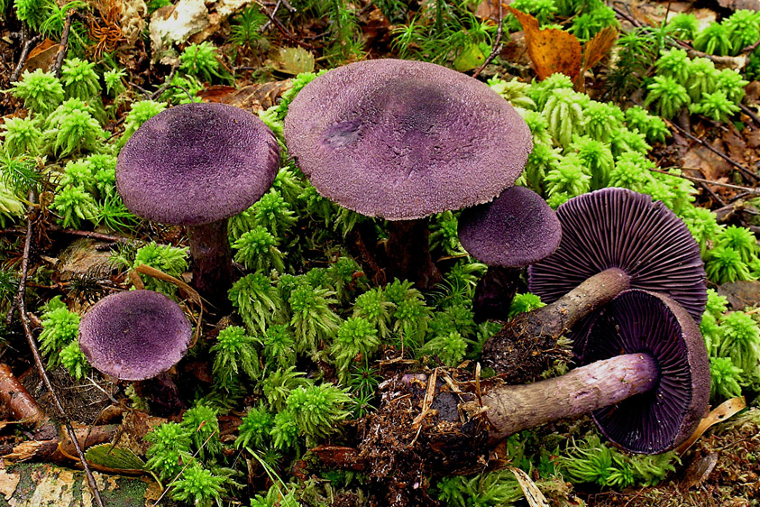 Cortinarius violaceus (door Henk Huijser)